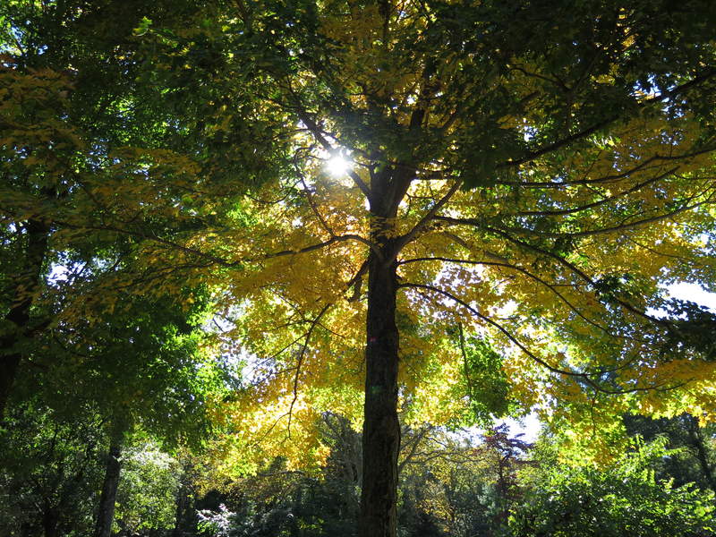 The leaves are just amazing this time of year!