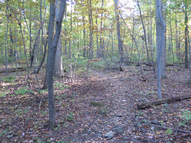 The rays cut through the trees in the morning