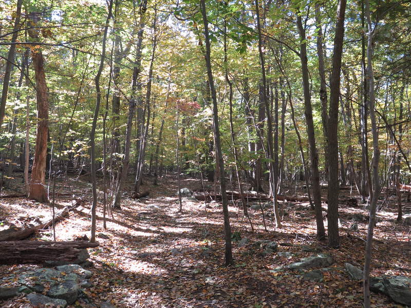 The leaves obstruct some rocks