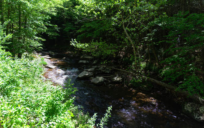 Whitetop Laurel Creek