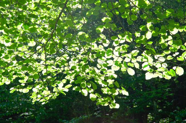 The sun is out in its fullest, highlighting the uber-green leaves