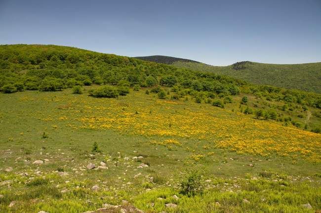 Wild flowers...gone wild? The yellow hills of Elk Garden.