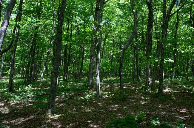 It is hard to believe the foliage is this green, but it is