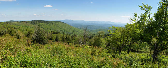 We head back into the woods for our final ascent. We start seeing more evergreens.