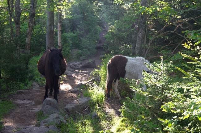 We are greeted by two ponies early in the morning. One of them a double-wide!