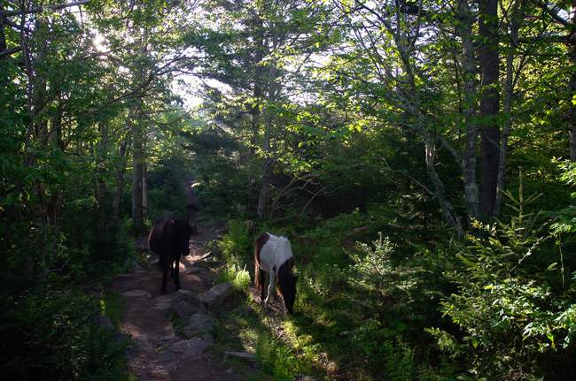 Two ponies standing guard on the trail in the early morning