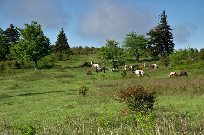 Grazing ponies near the Grayson Highlands boundary