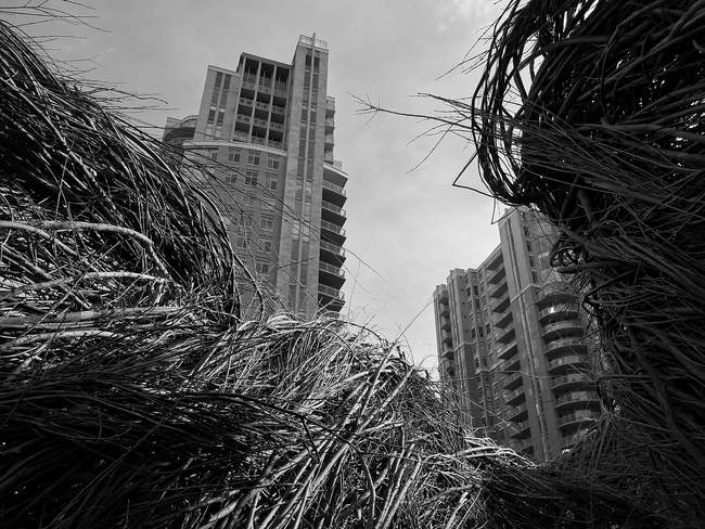 The view from inside the nest