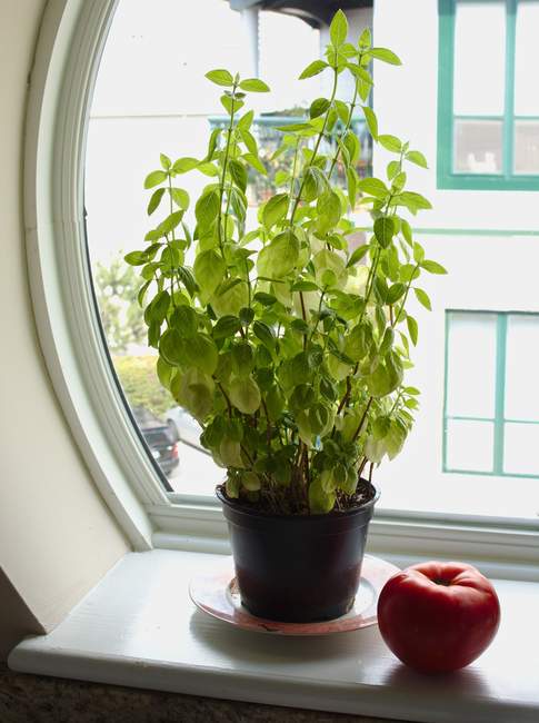 The mid-day light shines into the condo at the beach
