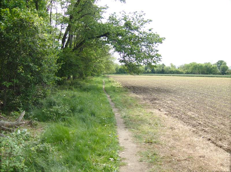 We descend into the corn fields