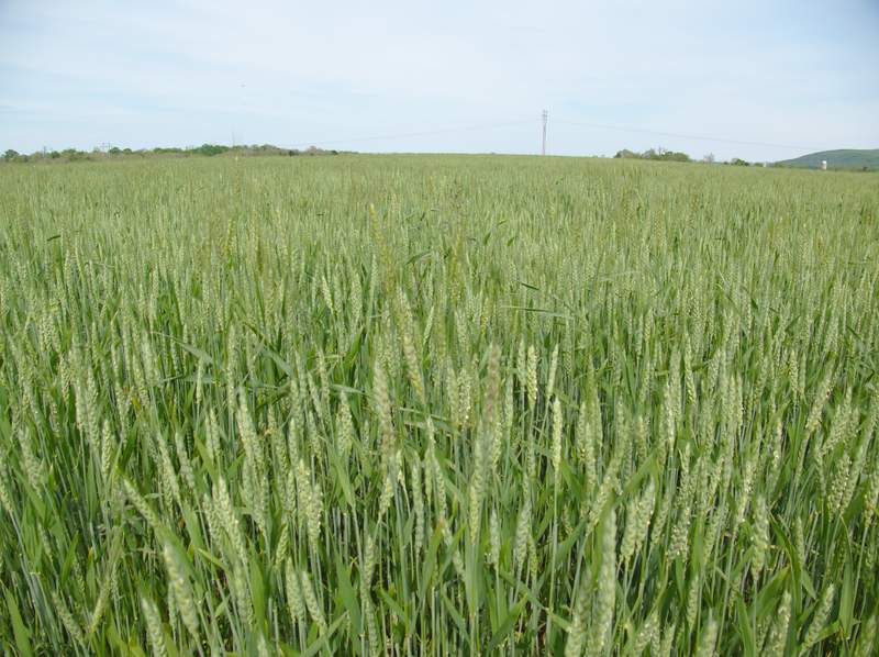 The expanse of farmland