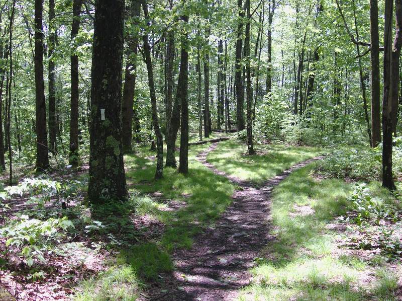 A fork in the path near Abingdon Gap