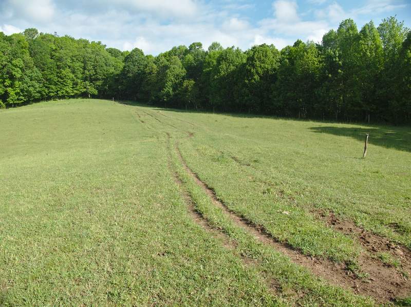 Looking back at the woods we came from