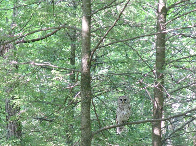 A barred owl glaring at us